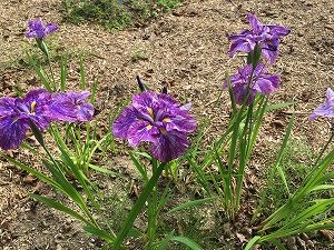 紫色のハナショウブ