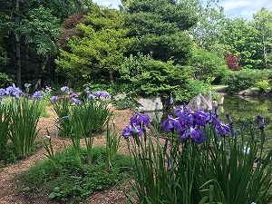 菖蒲園のようす
