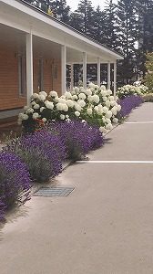 センター前花壇