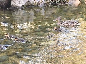 マガモのおやこ