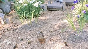 ショウブ園のマガモ