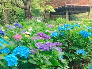 色とりどりアジサイ