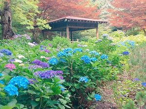 池東屋アジサイ