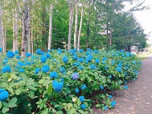 シラカバ林のジサイ