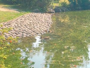 マガモのおやこ