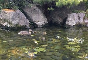 池で泳ぐマガモおやこ