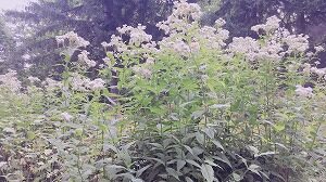 ユーパトリウム