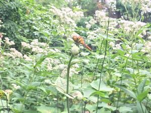 モクゲンジのつぼみ