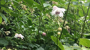 レンゲショウマ