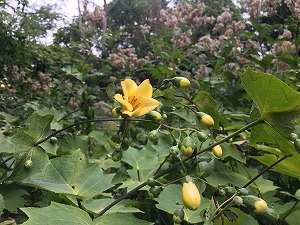 キレンゲショウマ