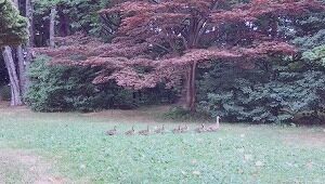 マガモのお散歩