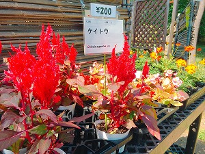 屋外売店は営業中