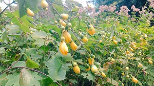 キレンゲショウマ