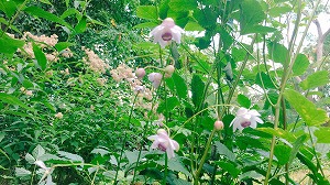 レンゲショウマ