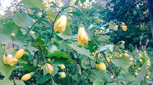 キレンゲショウマ