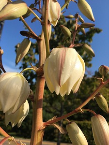 ユッカの花