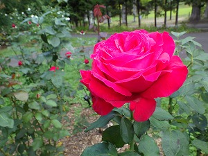 アレックスレッド