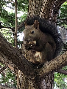 クルミを食べるリス