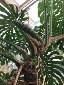 1年前のモンステラの実