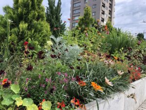 ルーフガーデン②