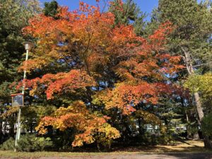 紅葉のようす　第2弾