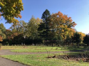 バラ園から見たイタヤカエデ