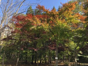 ヤマモミジ　紅葉