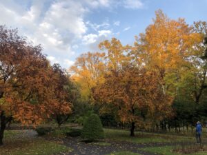 紅葉のようす　第3弾