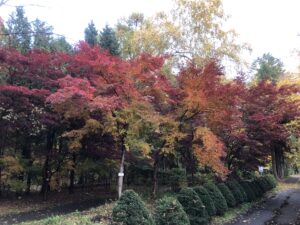 ヤマモミジ紅葉