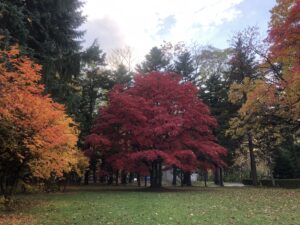 真っ赤なヤマモミジ