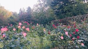 バラ園