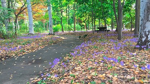 秋咲きクロッカス小径