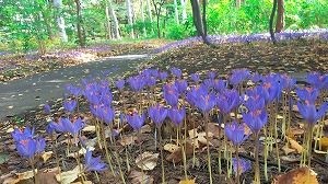 秋咲きクロッカス