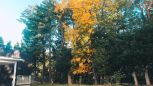 ヒッコリー紅葉