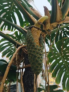 完熟したモンステラの実