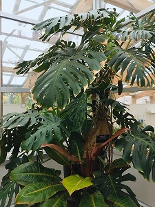 温室のモンステラ