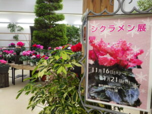 シクラメン日程表