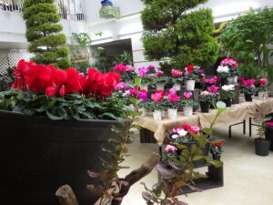 シクラメン赤鉢入り