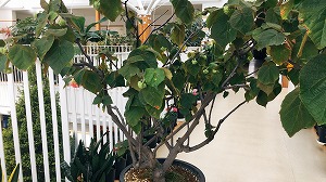 ドンベアのつぼみ