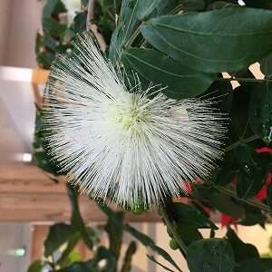 ベニゴウカン白花