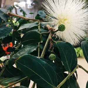 オオベニゴウカンのつぼみ