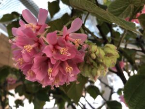 ドンベア　花　拡大