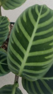 カラテア　ゼブリナ　フミリオル