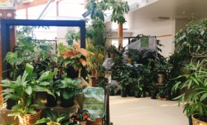 カラーリーフ展入り口