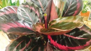 カラテア’ピンクスター’