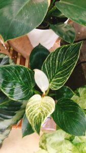 フィロデンドロン’バーキン’