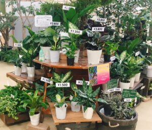 カラテアなどの販売