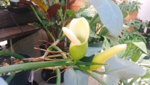 フィロデンドロンシルバーメタルの花