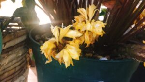 カラテアルフィバルバの花