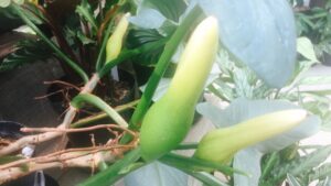 フィロデンドロンのつぼみ